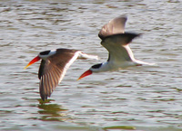 041227114350_indian_skimmers