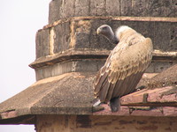 050103110022_white_backed_vulture_at_orcha_jehangir_mahal