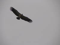 050103135146_flying_indian_vulture_at_orcha_jehangir_mahal