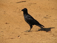 041229093252_big_bill_crow_at_kanha_national_park