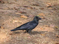 041229093634_big_bill_crow_at_kanha_national_park