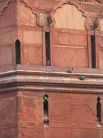 041130014304_pigeon_and_parakeets_living_in_red_fort