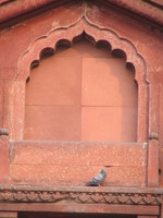 041130014940_pigeon_above_the_gate_in_red_fort