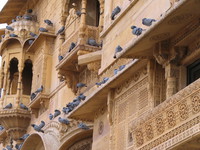 041211005544_pigeons_on_jaisalmer_palace
