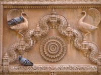 041211020120_peacocks_and_pigeons_in_jaisalmer