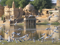 041215021654_flock_of_pigeons_at_gadi_sagar