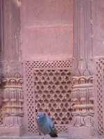 041216005336_pigeon_and_palace