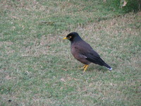 041130022624_common_myna_in_red_fort