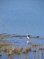 041202202312_egret_by_the_river_near_dhikala