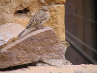 041210235430_long_tail_sparrow_at_jaisalmer