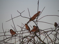 041213041038_sparrows_of_jaisalmer