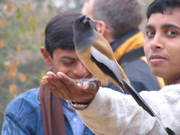 041223084840_indian_treepie_and_indian_student