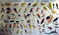 041229080238_common_birds_of_kanha