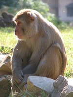 041203010000_lament_of_the_red_bottom_monkey