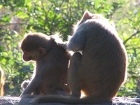 041203193140_monkeys_helping_eaching_other_in_dhikala