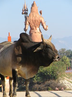 041206003558_cow_and_shiva