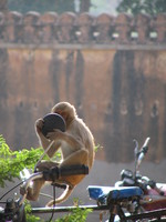 041221150336_monkey_in_hunting_palace_looking_into_a_mirror