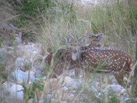 041202013404_two_spotted_deers