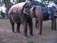 041202040224_elephants_in_dhikala