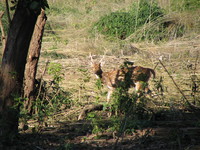 041203012124_spotting_spotted_deer