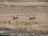 041203202806_roaming_of_the_two_elephants