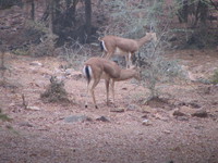 041223082426_two_antelopes_male_and_female