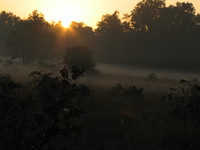 041229070600_misty_morning_at_kanha_national_park