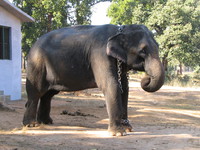 041229112050_chained_elephant