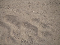 041229162306_tiger_footprints