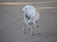 041230153944_goat_scratching_its_ear_at_kanha