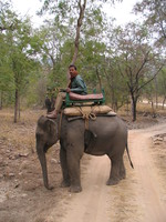 050101081728_elephant_rider_looking_for_tiger