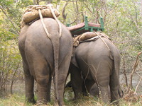 050101094704_behinds_of_the_asian_elephants