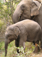 050101095136_father_and_baby_elephant