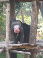 050106131438_mooning_of_the_chimpanzee