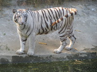 050106151624_white_tiger_and_its_tail