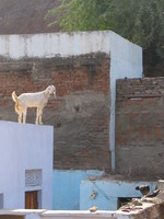 041221111744_goat_on_the_roof