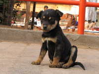 050103155328_nice_puppy_at_orcha