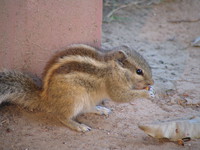 041130022010_squirrel_eating_peant