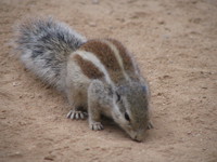 041223085050_indian_five_stripe_squirrel_at_squirrel