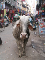 041129234412_holy_cow_and_cyber_cafe_in_main_bazar