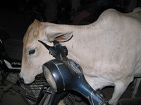 041130040610_white_cow_cleaning_ear_on_bike_handle