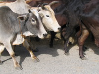 041203234052_cows_of_corbett_national_park