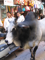 041206001808_holy_cow_in_bazzar