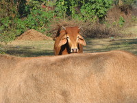 041206014202_holy_brown_cow_in_haridwar