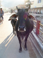 041206021448_cow_on_haridwar_street