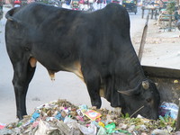 041206022220_holy_cow_eating_garbage