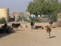 041209011630_cows_at_bikaner_village