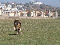 041217214934_cow_grazing_in_the_dry_lake_of_udaipur