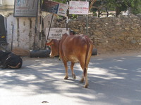041218010118_holy_brown_cow_of_udaipur