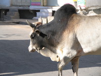 041218011722_holy_gray_cow_in_udaipur